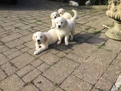 Whatsapp me +96555207281 Trained Golden Retriever puppies