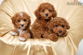 Whatsapp me +96555207281 Charming Two Toy poodle puppies for sale 0