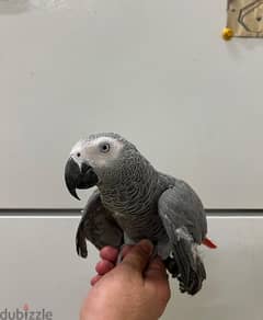 For Sale Talking African Grey Parrot 0