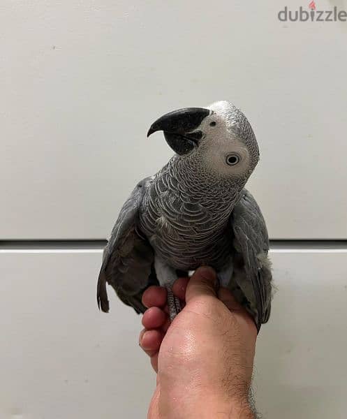 For Sale Talking African Grey Parrot 1