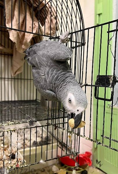 For Sale Talking African Grey Parrot 2