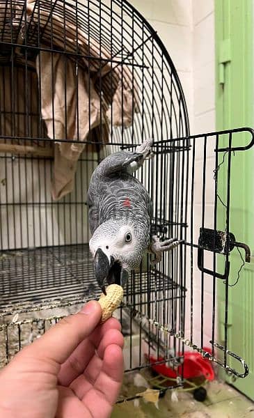For Sale Talking African Grey Parrot 3
