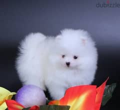 Whatsapp me +96555207281 Best  white pomeranian puppies for sale