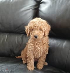 Whatsapp me +96555207281 Quality Toy poodle puppies for sale
