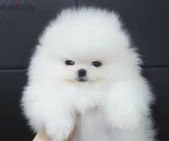 2, Lovely white Teacup Pomeranian puppies for Adoption. 0