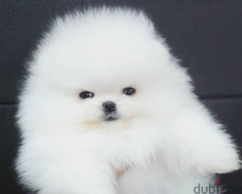 2, Lovely white Teacup Pomeranian puppies for Adoption. 1