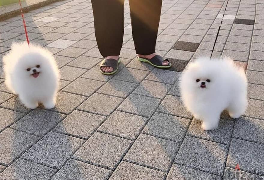 2, Lovely white Teacup Pomeranian puppies for Adoption. 2