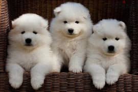 Whatsapp me +96555207281 Two Samoyed puppies
