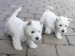 Whatsapp me +96555207281 Two West Highland White Terrier puppies