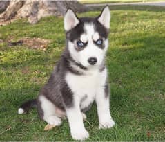 Whatsapp me +96555207281 Best Siberian Husky puppies