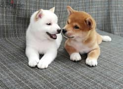 Whatsapp me +96555207281 Shiba Inu puppies for sale 0