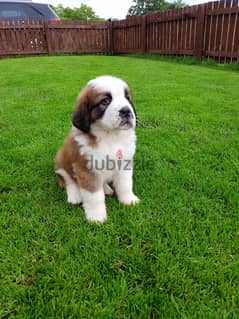 Whatsapp me +96555207281 St. Bernard puppies puppies male and female 0