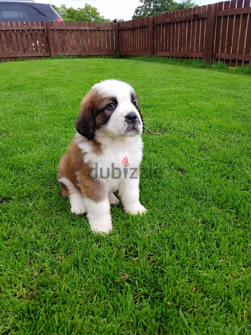 Whatsapp me +96555207281 St. Bernard puppies puppies male and female 0