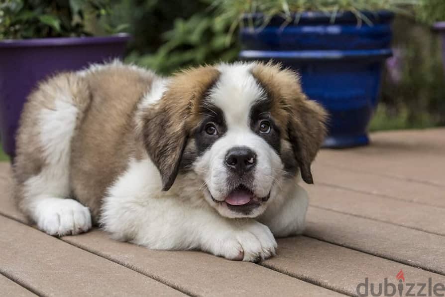 Whatsapp me +96555207281 St. Bernard puppies puppies male and female 1
