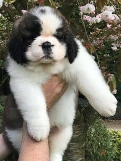 Whatsapp me +96555207281 St. Bernard puppies puppies male and female 2