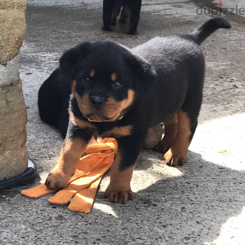 Whatsapp me +96555207281  Lovely  Rottweiler puppies for sale 1