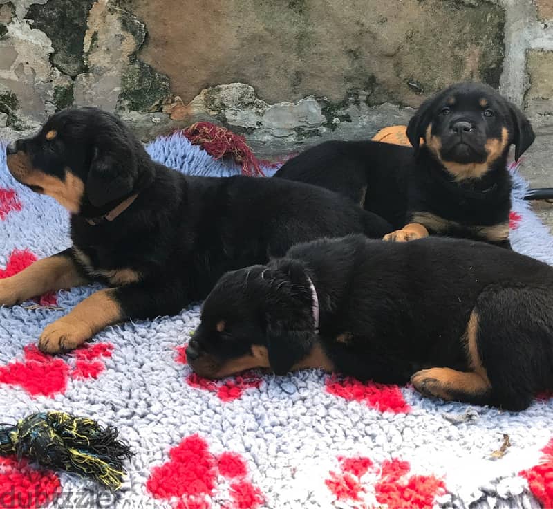 Whatsapp me +96555207281  Lovely  Rottweiler puppies for sale 2