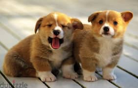 Whatsapp me +96555207281 Amazing Pembroke Welsh Corgi puppies 0
