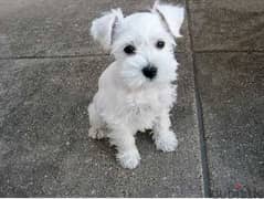 Whatsapp me +96555207281 White Miniature Schnauzer puppies for sale