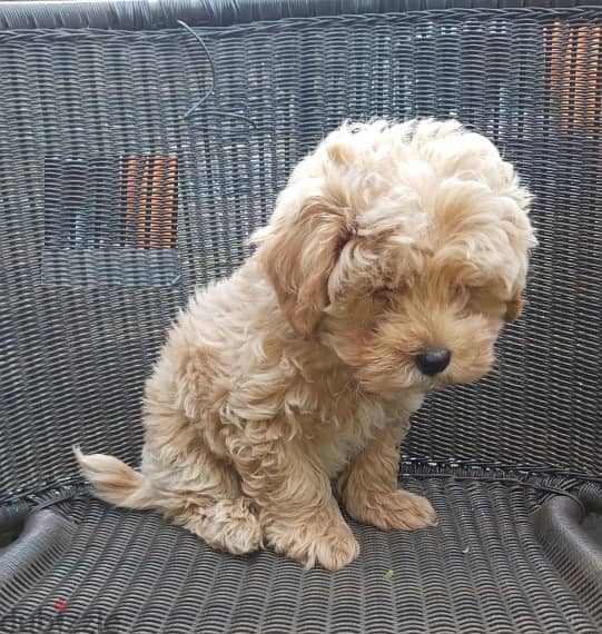 Whatsapp me +96555207281 Vaccinated Maltipoo puppies for sale 1