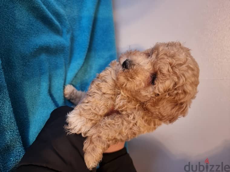 Whatsapp me +96555207281 Vaccinated Maltipoo puppies for sale 2