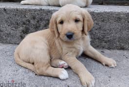 Whatsapp me +96555207281 Labrador Retriever puppies for sale 0