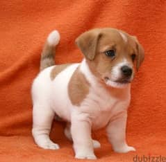 Whatsapp me +96555207281 Jack Russell Terrier puppies 0