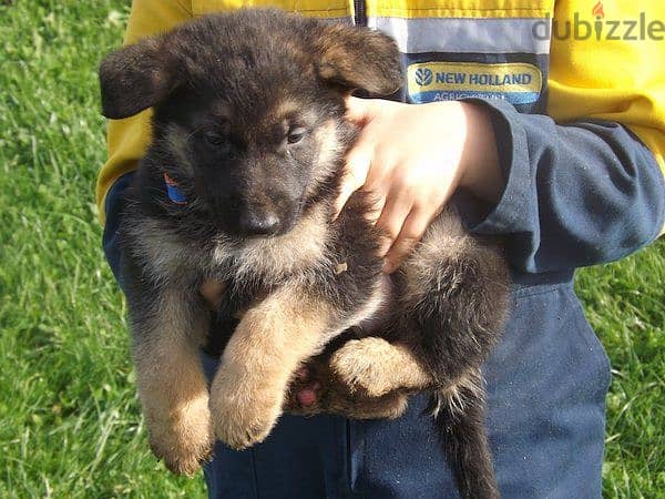 Whatsapp me +96555207281 German Shepherd puppies 1