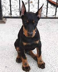 Whatsapp me +96555207281  Cutest Doberman puppies