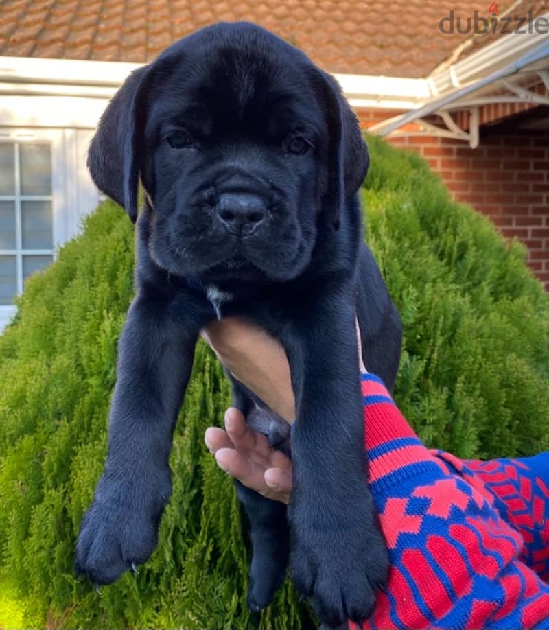 Whatsapp me +96555207281  Nice Cane Corso puppies for sale 1