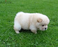 Whatsapp me +96555207281 Healthy Chow Chow puppies