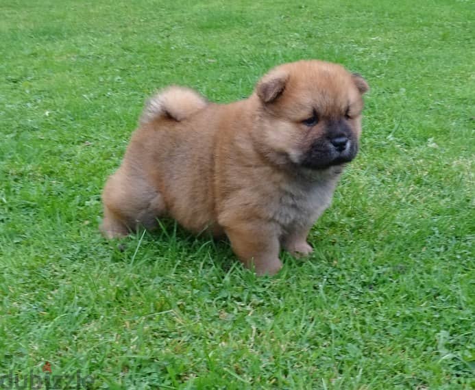 Whatsapp me +96555207281 Healthy Chow Chow puppies 1