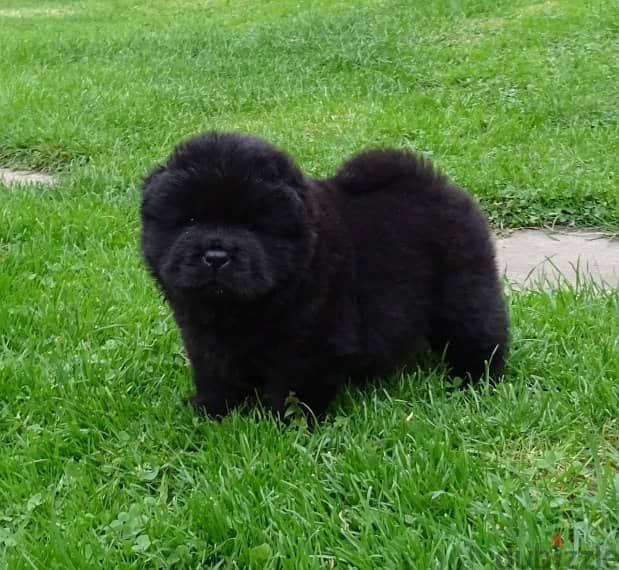 Whatsapp me +96555207281 Healthy Chow Chow puppies 2