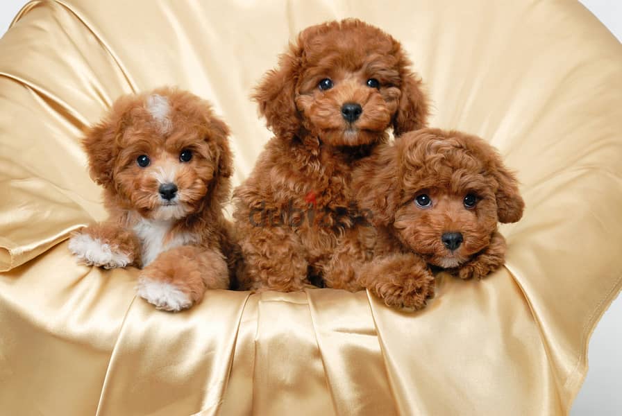 Whatsapp me +96555207281 Playful Vaccinated Toy poodle puppies 0