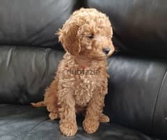 whatsapp me +96555207281 Cutest Toy poodle puppies for sale