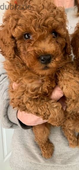 whatsapp me +96555207281 Cutest Toy poodle puppies for sale 1