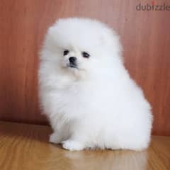 Whatsapp me +96555207281 Pure Cute Pomeranian puppies for sale 0