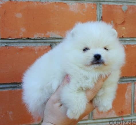 Whatsapp me +96555207281 Pure Cute Pomeranian puppies for sale 1