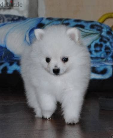 Whatsapp me +96555207281 Vaccinated Pomeranian puppies for sale 1