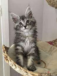 Whatsapp me +96555207281 Vaccinated Maine coon kittens for sale