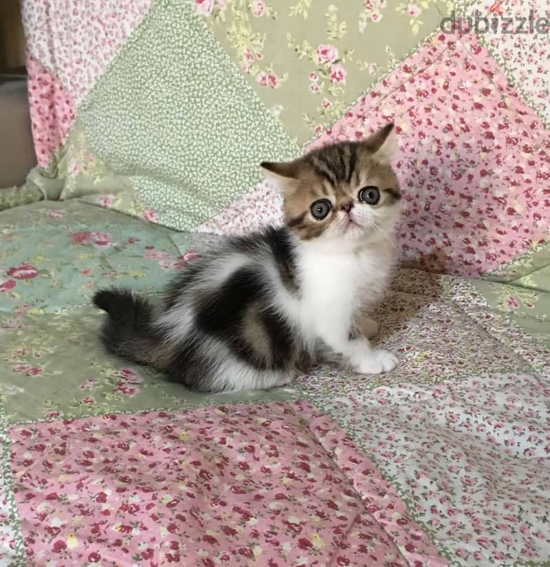 Whatsapp me +96555207281 Friendly Exotic Shorthair kittens for sale 3
