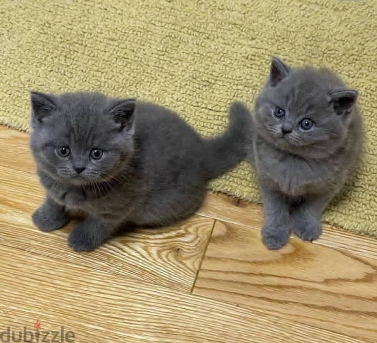 Whatsapp me +96555207281 British shorthair kittens for sale 0