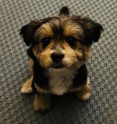 Yorkie male vaccinated 0