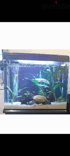 Aquarium fresh water tank with table