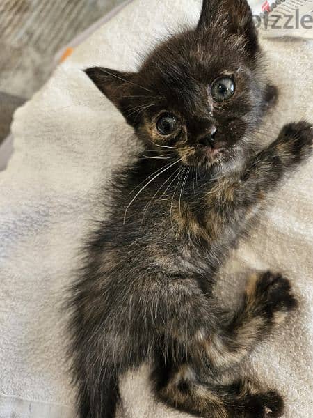 Kitten for adoption 2
