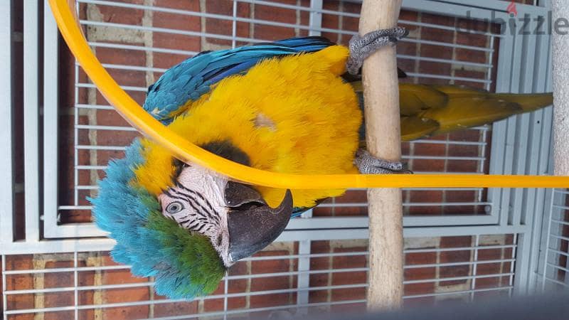 Whatsapp me +96555207281 Awesome Blue and Gold Macaw parrots 1