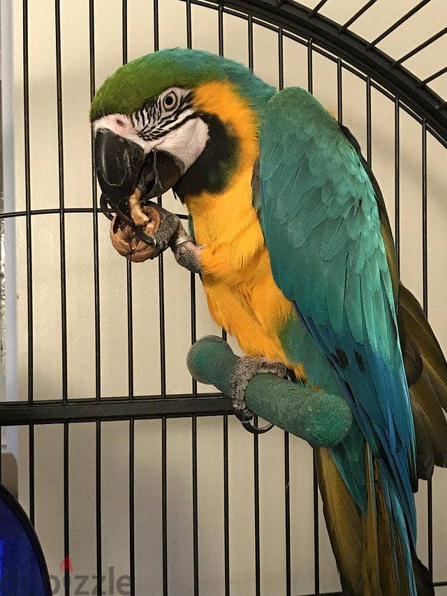 Whatsapp me +96555207281 Awesome Blue and Gold Macaw parrots 2