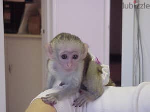 Whatsapp me +96555207281 Nice loving Capuchin Monkeys for sale 1