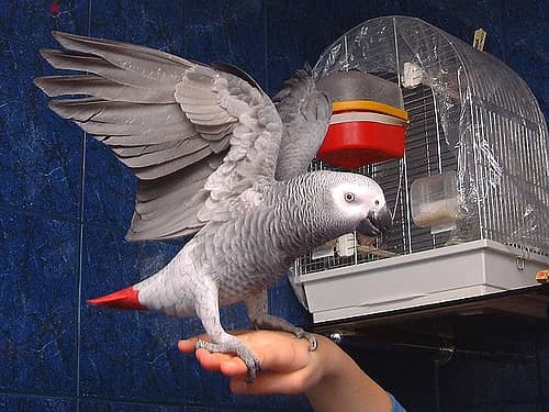 Whatsapp me +96555207281 Amazing African grey parrots for sale 1