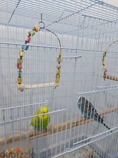 Two budgies with a big cage